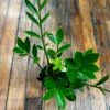 Zamioculcus Zamicro - Zamicro ZZ Plant 2 Zamioculcus Zamicro - Zamicro ZZ Plant -Eds Plant Shop zamioculcus zamicro zamicro zz plant 869215