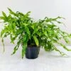 Zealandia Pustulatum 'Kangaroo Paw' - Kangaroo Paw Fern - 6 Inch