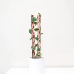 Zella Wooden Trellis: Stylish, Extendable Plant Support For Climbing Plants -Eds Plant Shop zella wooden trellis stylish extendable plant support for climbing plants 831836